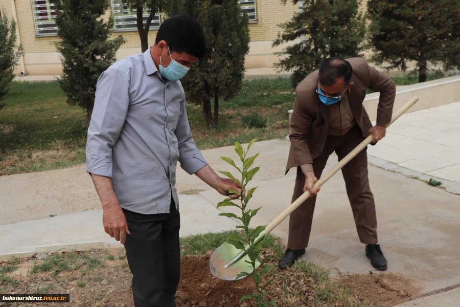گزارش تصویری از برگزاری آئین روز درختکاری در دانشگاه فنی و حرفه ای استان فارس 6